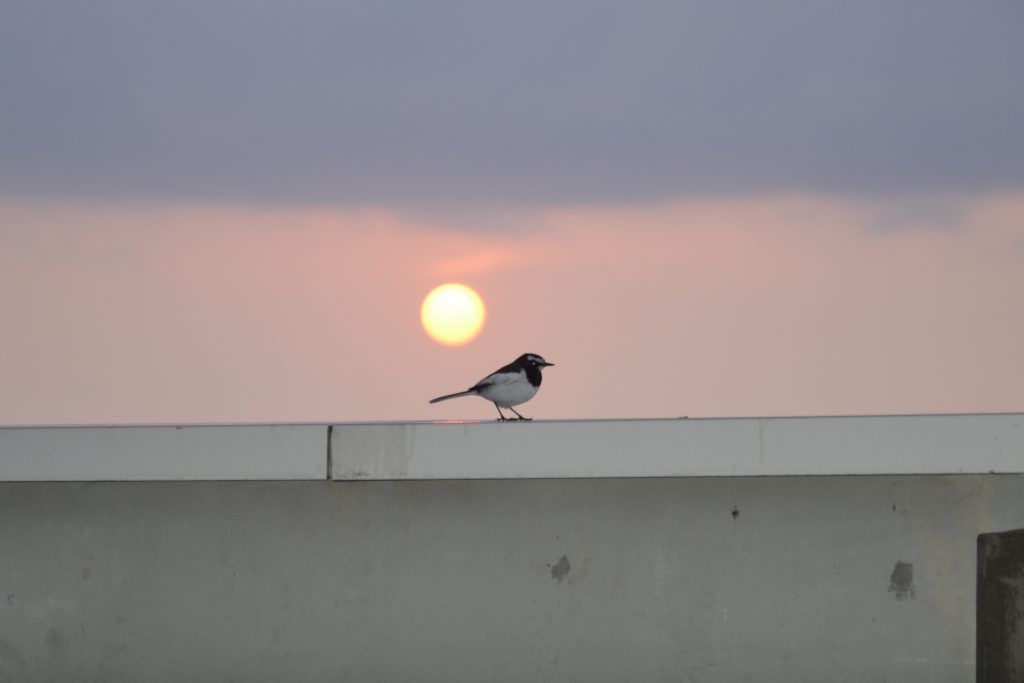 3月の夕日と小鳥 公式サイト 新潟県寺泊岬温泉 ホテル飛鳥